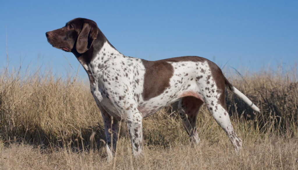 Old Danish Pointer - danish dog breeds