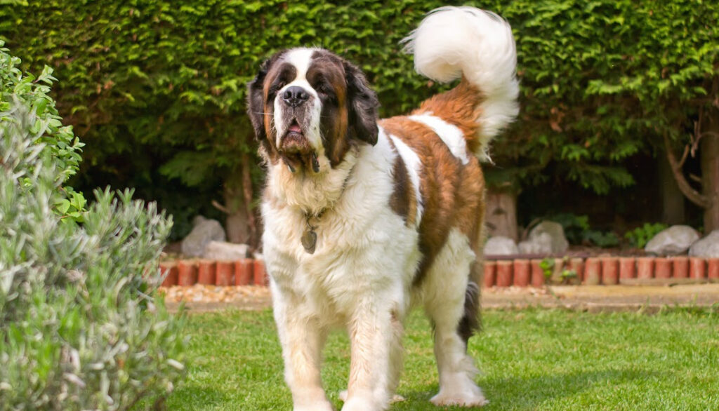 Saint Bernard