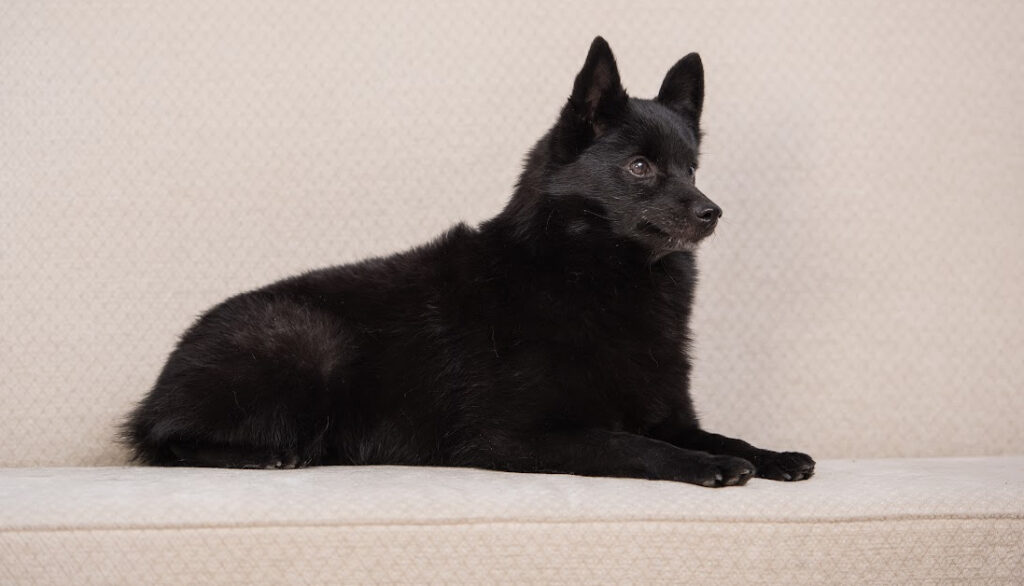 Schipperke