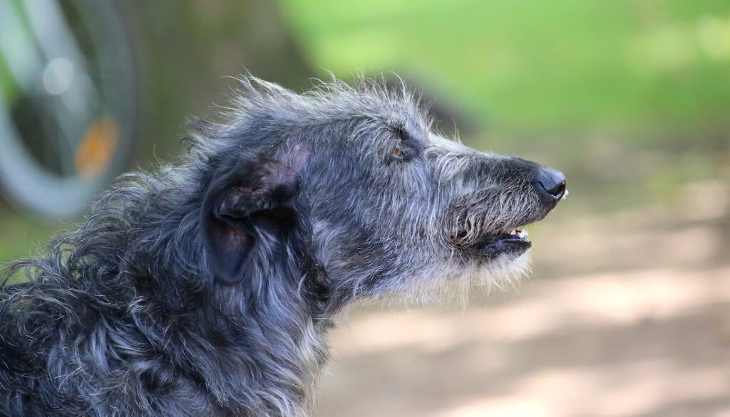 Scottish Deerhound