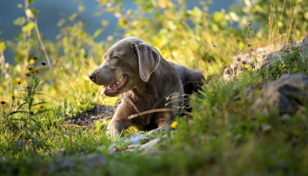 Silver Labrador -silver dog breeds