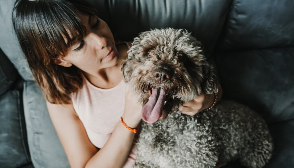 Spanish Water Dog