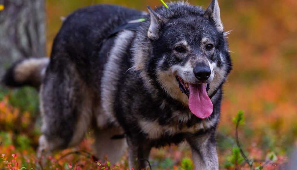 Swedish elkhound