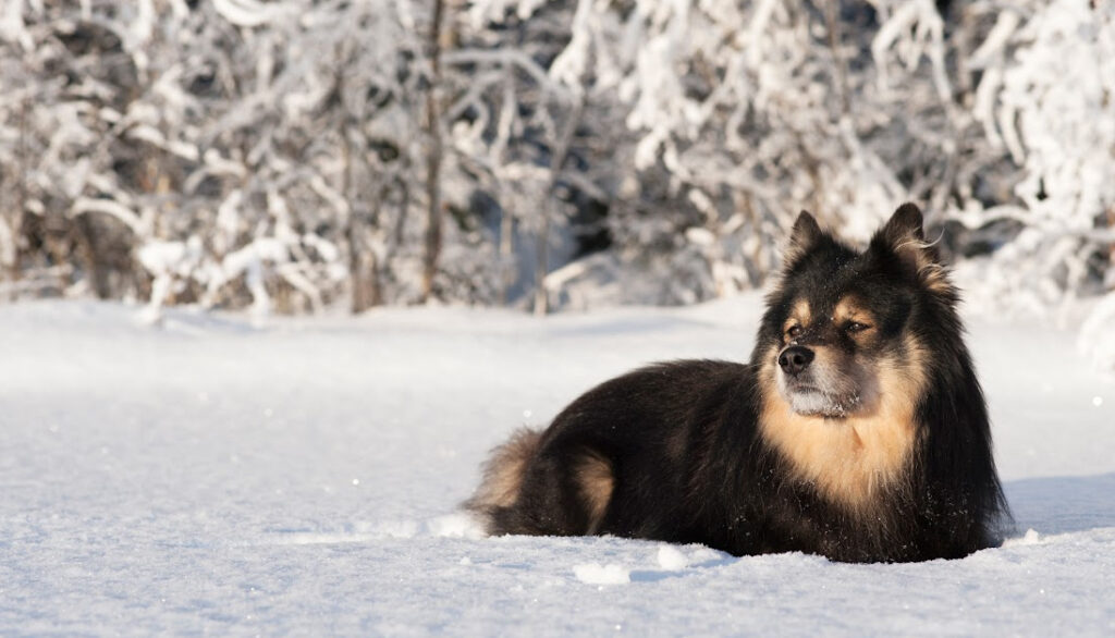 Swedish lapphund