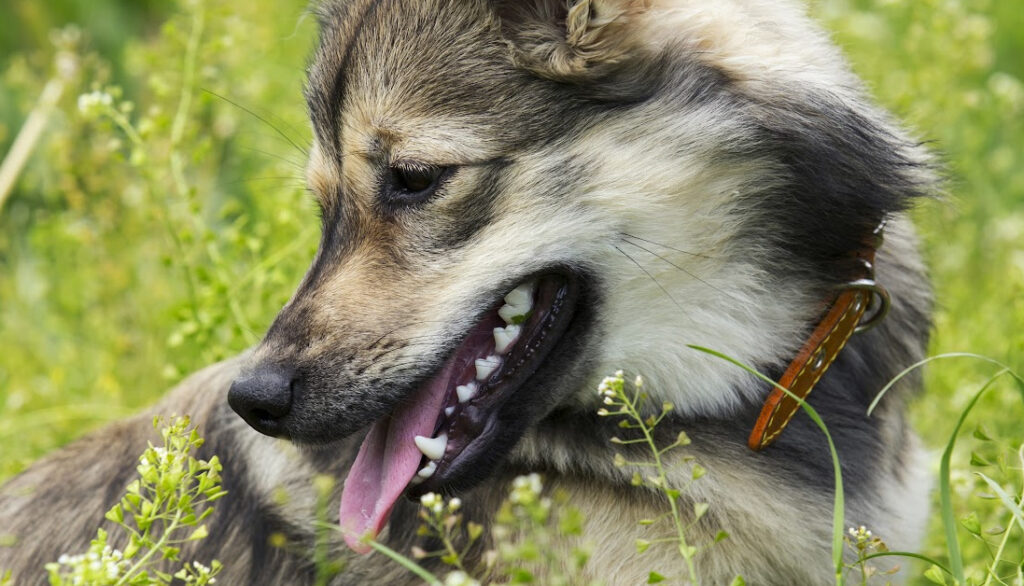 Swedish vallhund