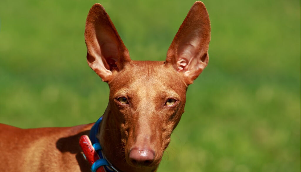 african dog breeds- Egyptian pharoh hound in a field
