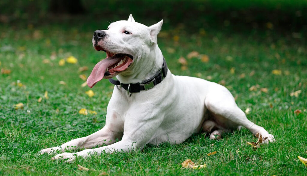 argentine dogo - south american dog breeds