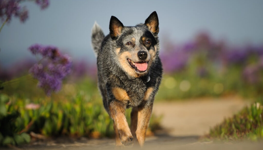 australian cattle dog- calico dog breeds