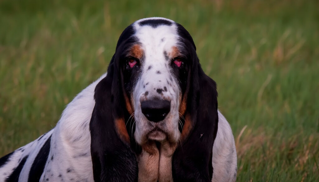 basset hound