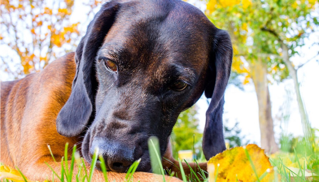 bavarian scent hound