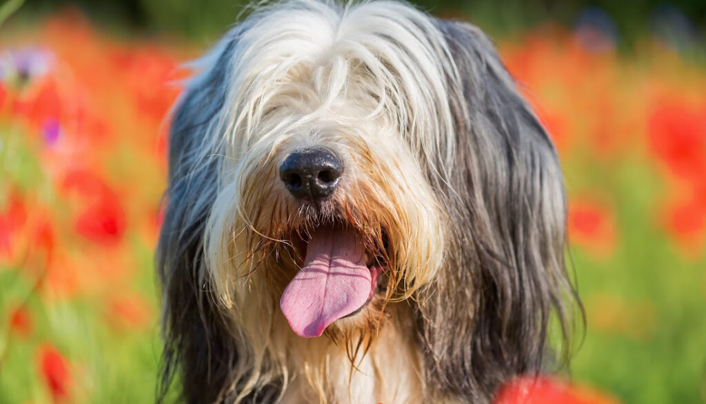 bearded collie