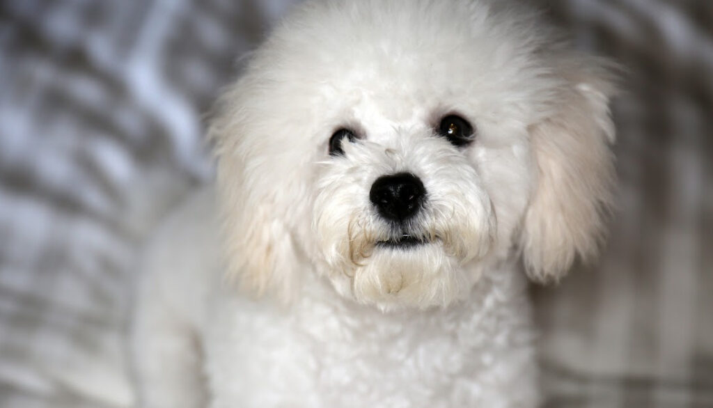 bichon frise