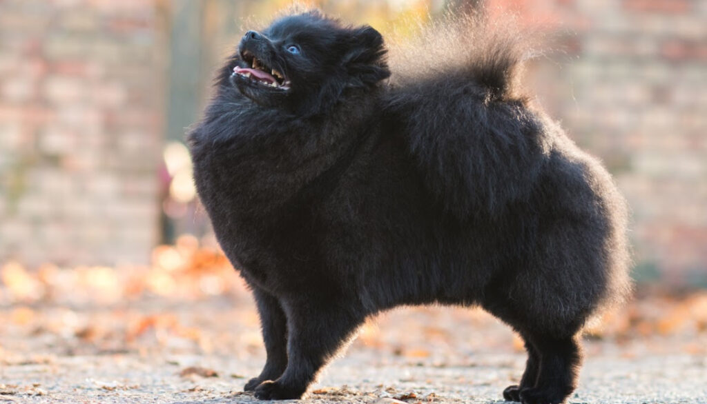 black pomeranian