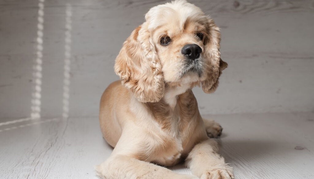 blonde cocker spaniel