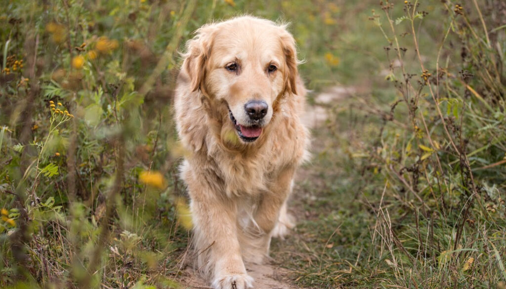 blonde golden retriever