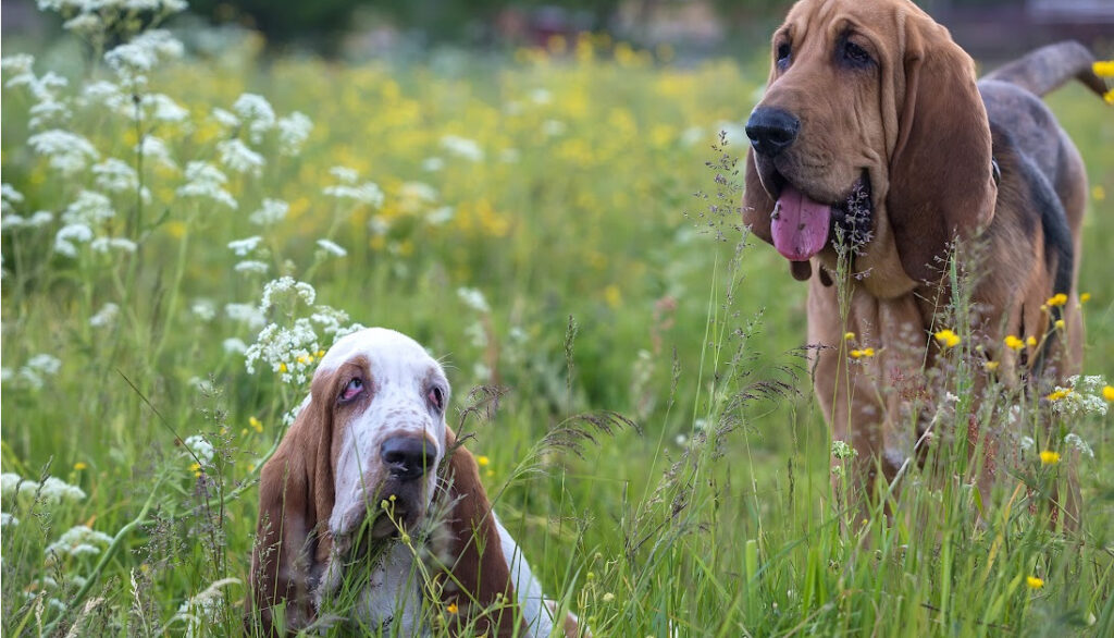 bloodhound in a field