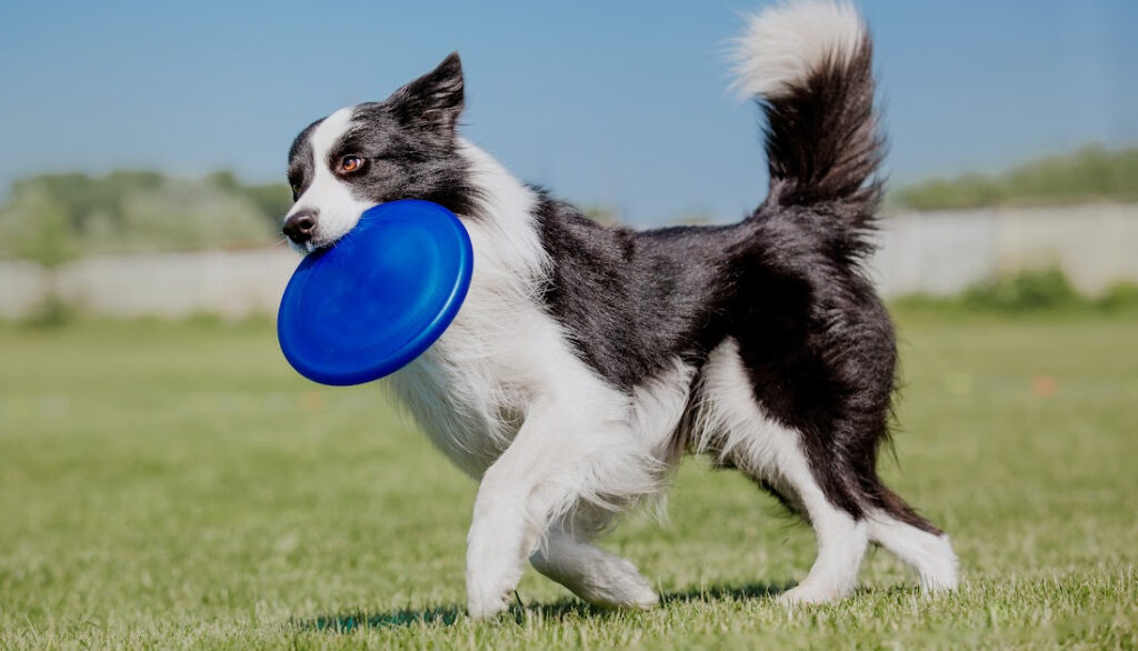 border collie playing frisbee