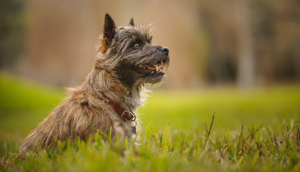 cairn terrier