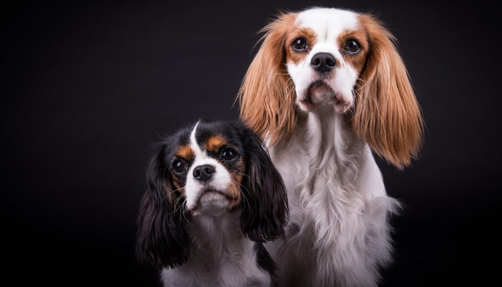 cavalier spaniel introverted