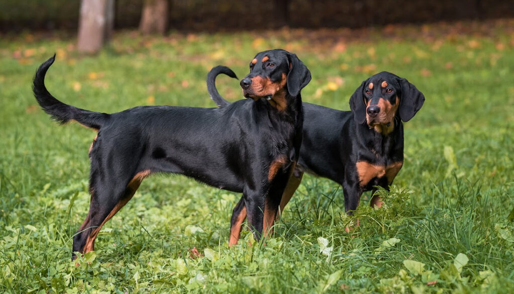 coonhound