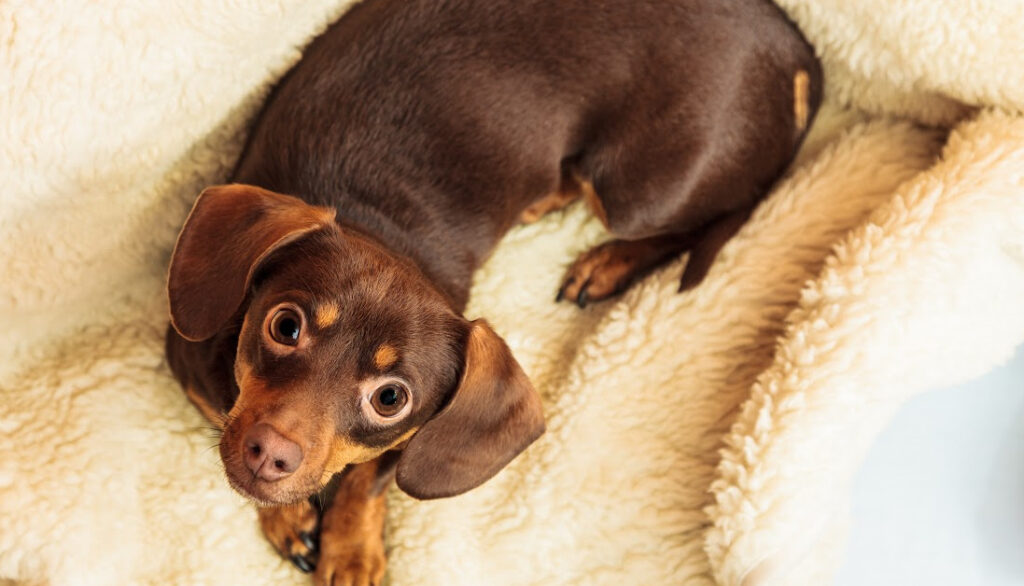 dachshund on a blanket