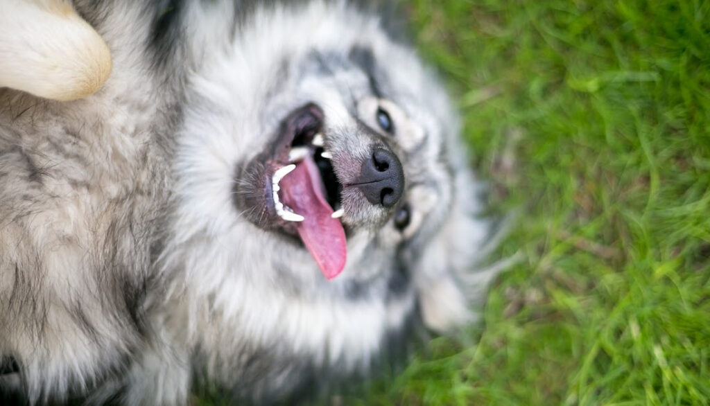 dutch keeshond