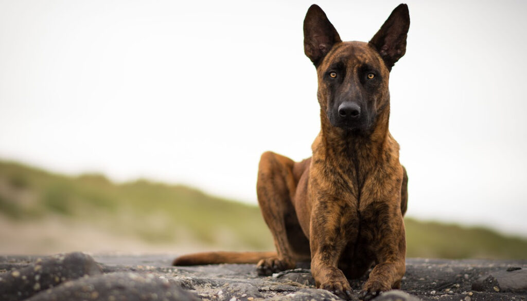 dutch shepherd