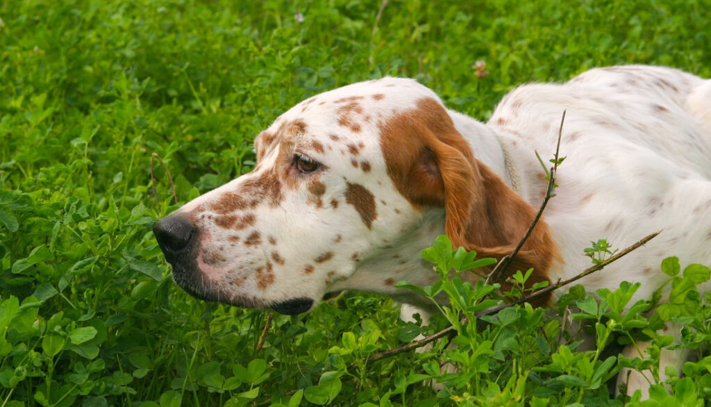 english setter