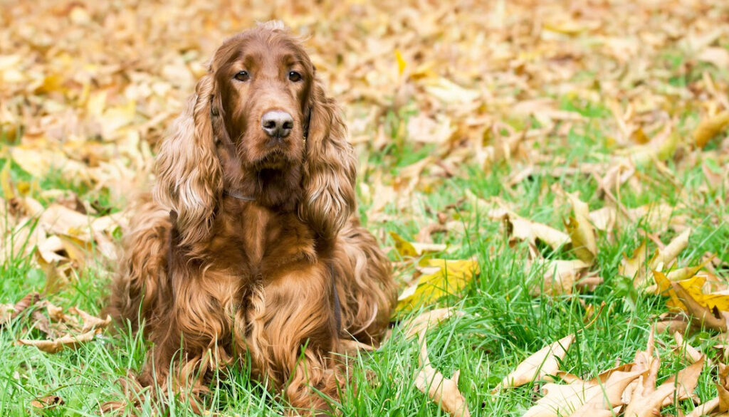 irish setter