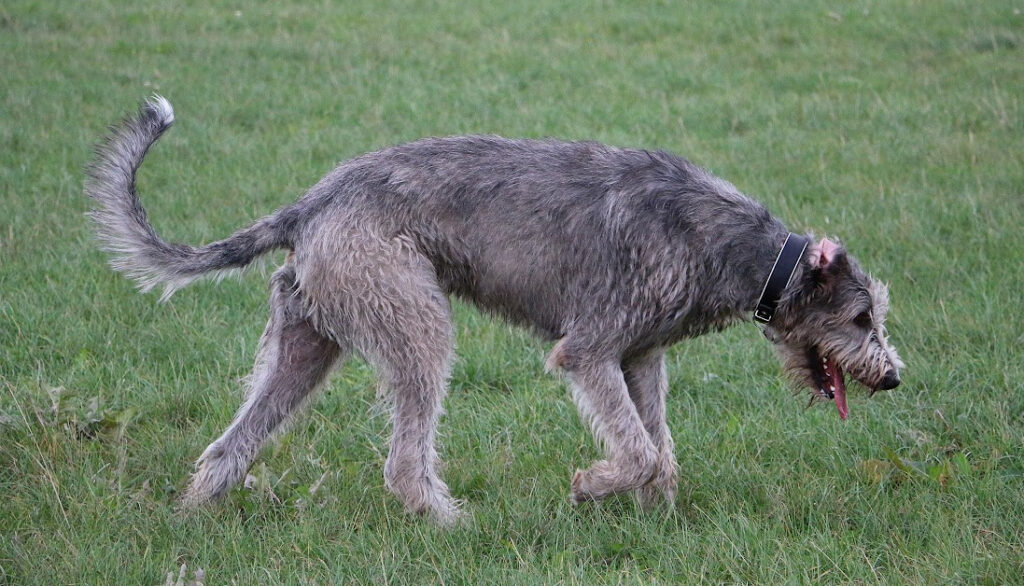 irish wolfhound deep chest