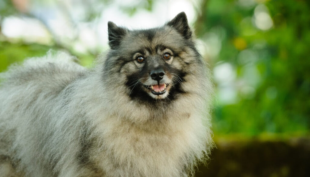 keeshond