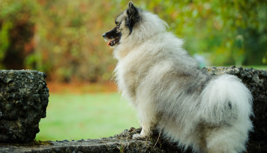 keeshond curly tail
