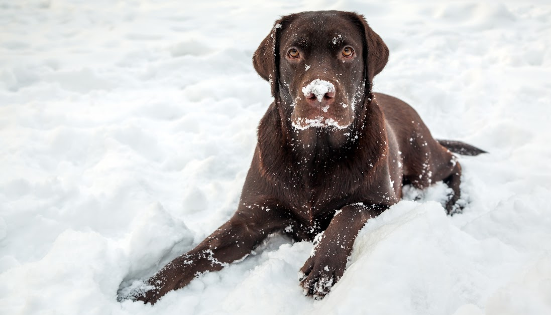 Dog Breeds with Button Ears: Adorable and Alert Canines with ...