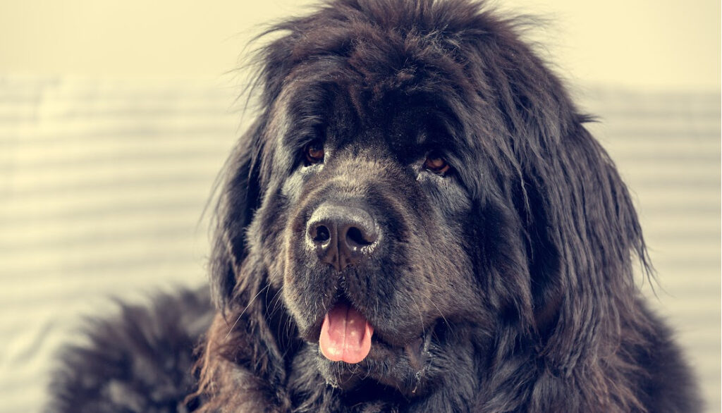 newfoundland dog