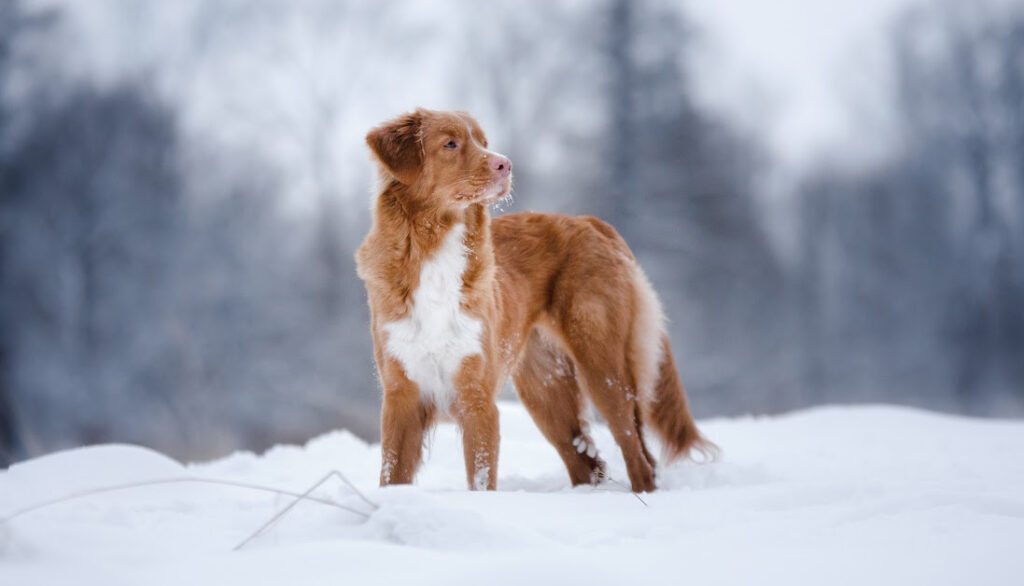 nova scotia duck toller