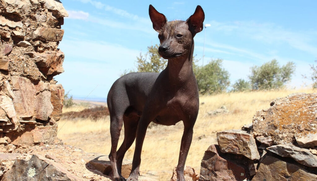 peruvian hairless dog hiking
