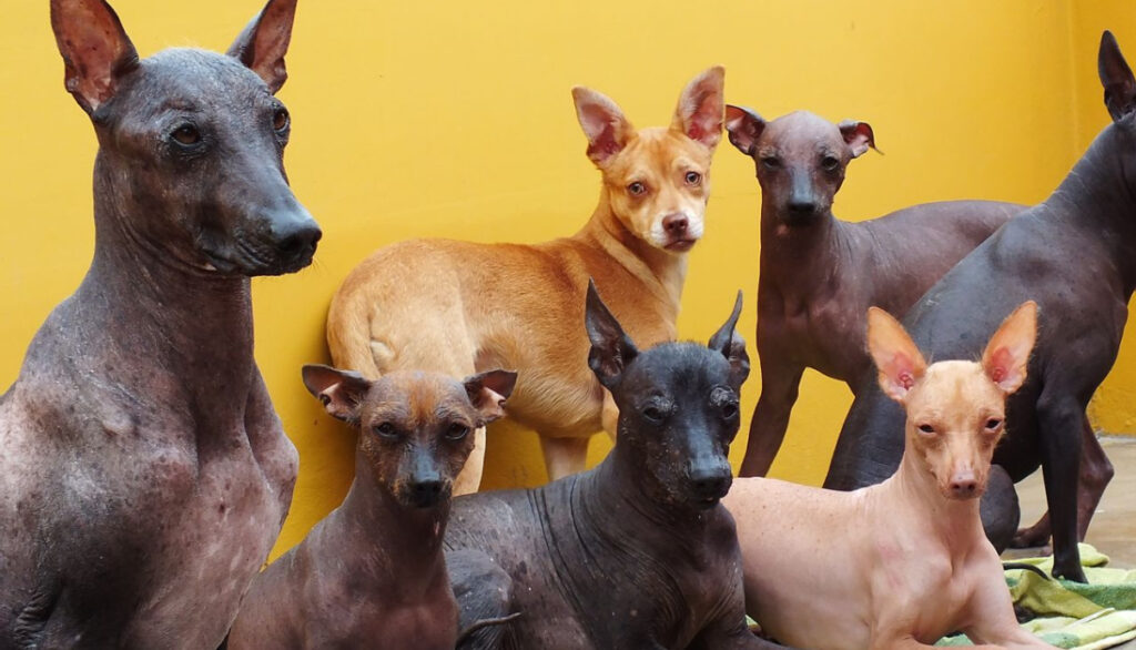 group of peruvian hairless dog