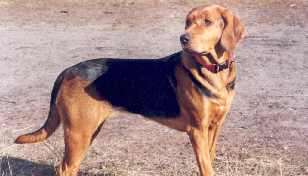 polish hound