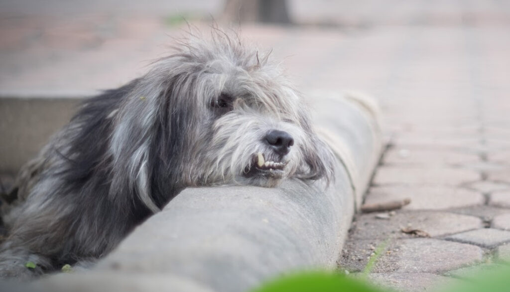 polish lowland sheepdog