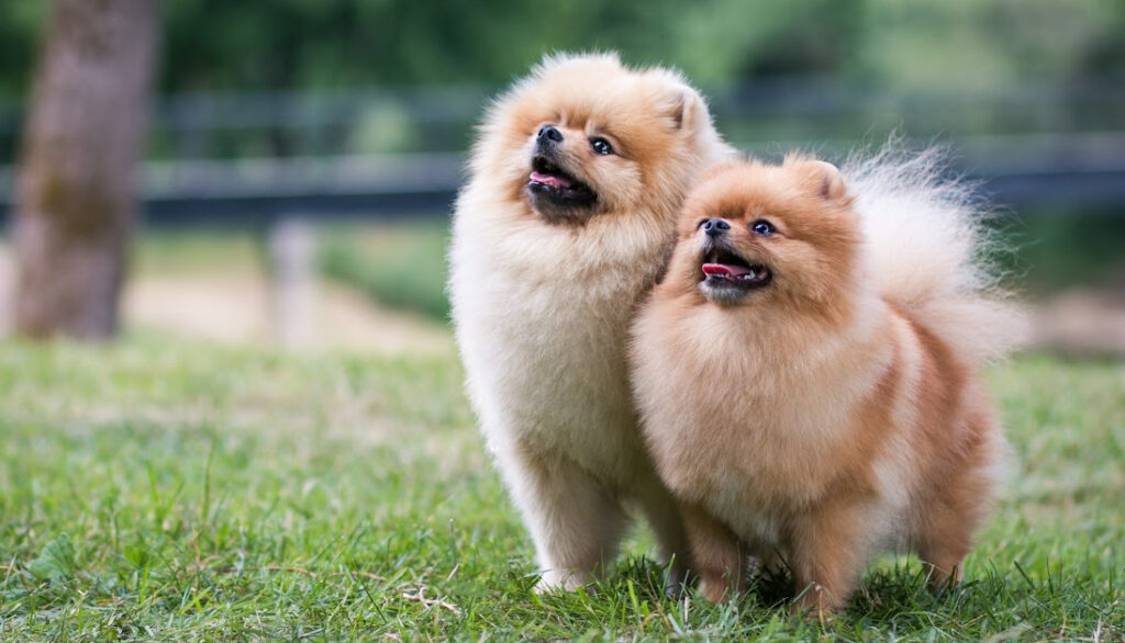 pomeranians