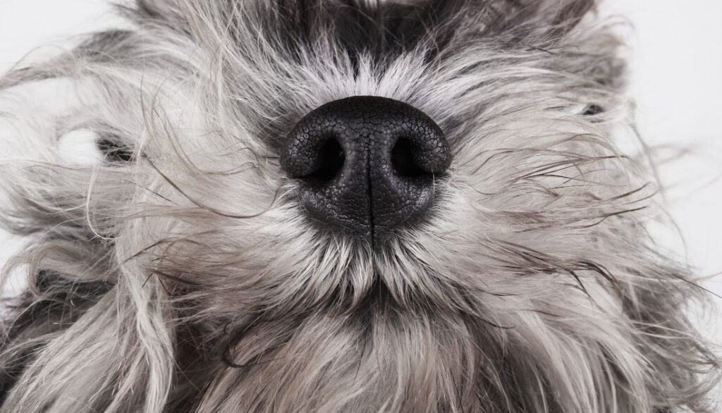 schnauzer beard