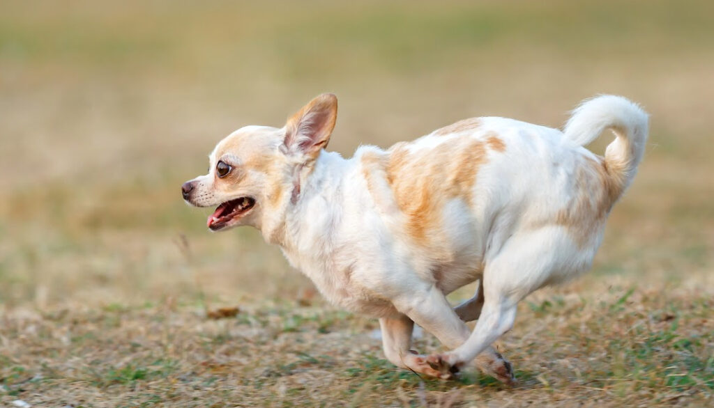 short hair chihuahua running