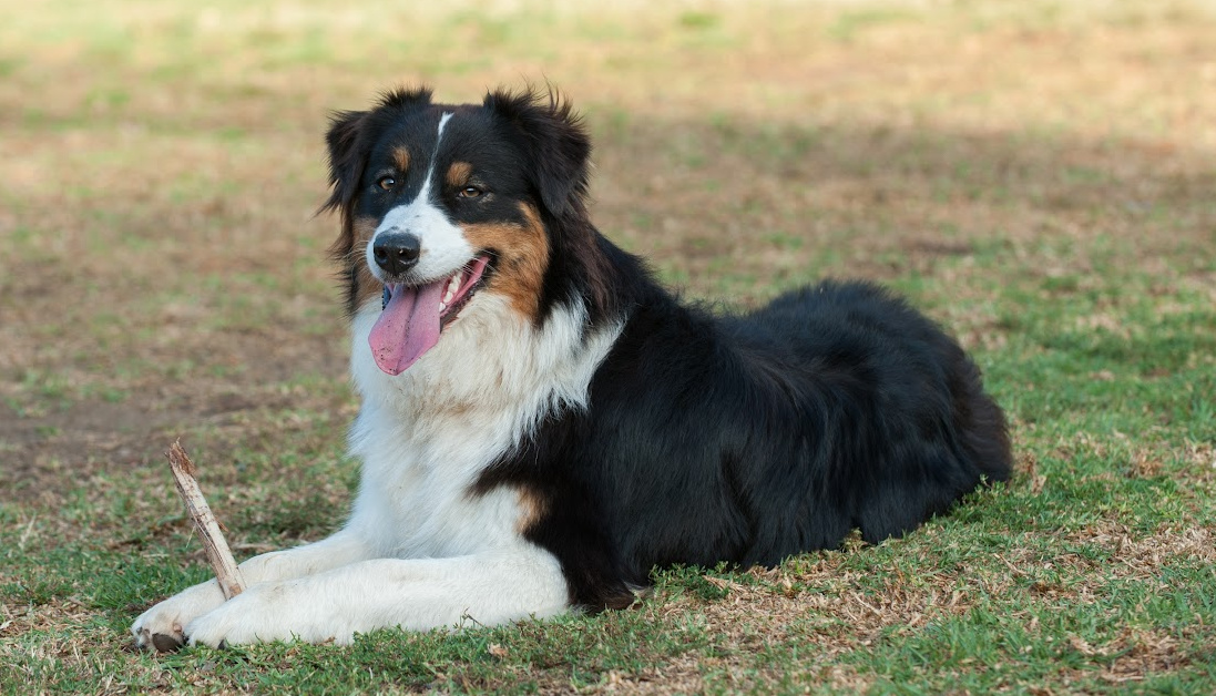 Black, White, and Brown Dog Breeds: The Classic Tri-Colored Canines