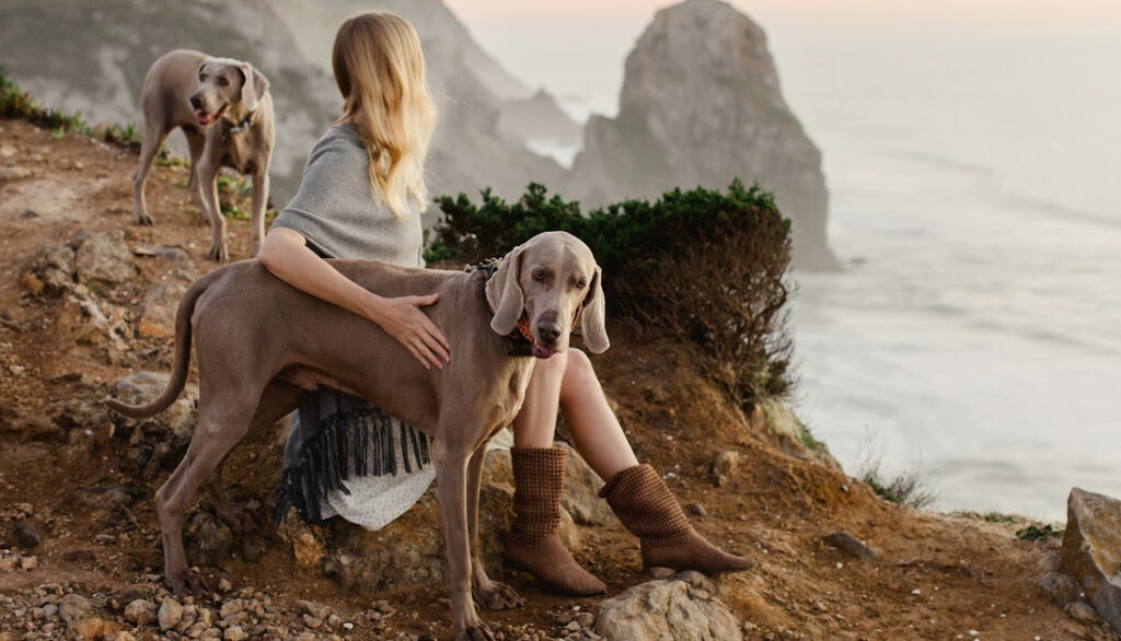 Weimaraner - silver dog breeds