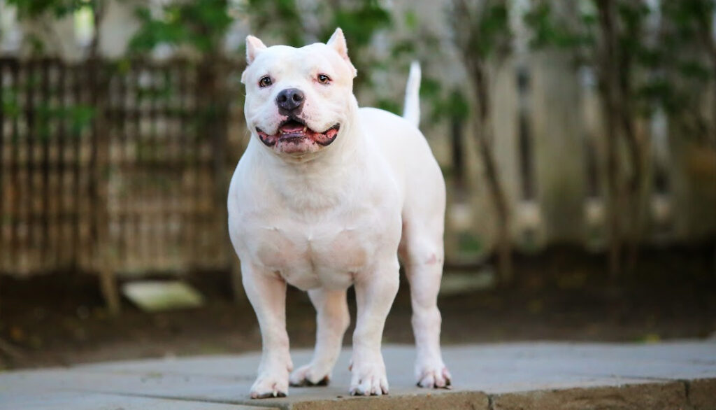 white pitbull