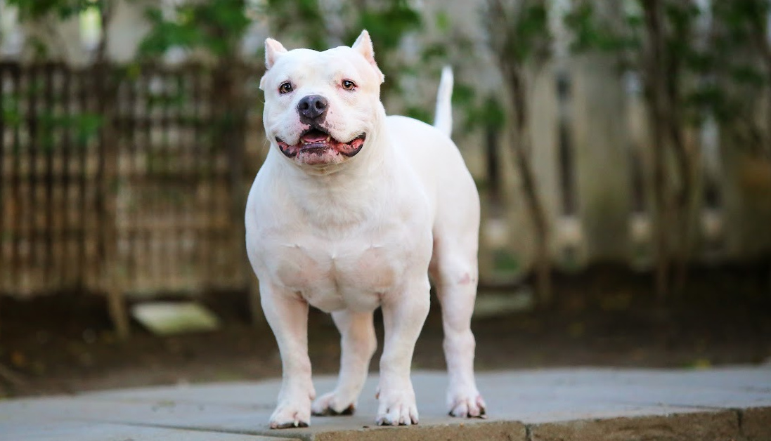 White Pitbull: Debunking Myths About This Uncommon Pitbull Color » Dog ...