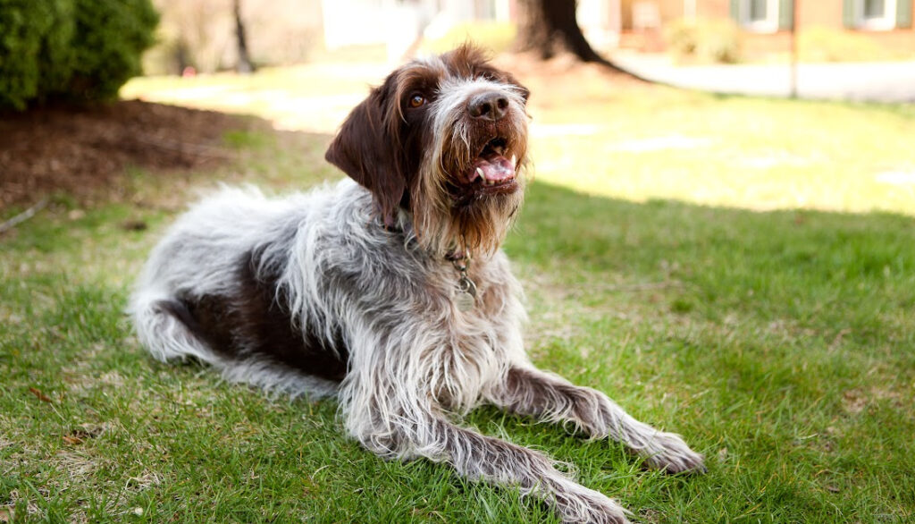 wirehaired pointing griffon