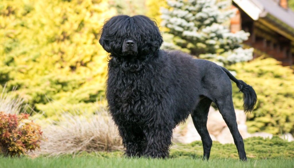 Portuguese-water-dog