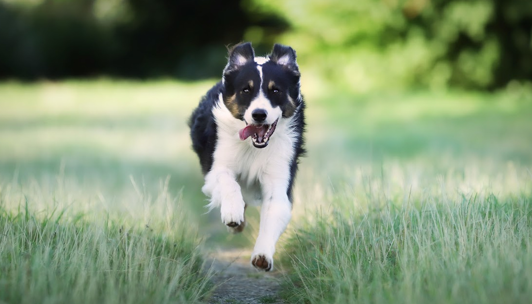 Hyperactive Dog Breeds: High-Energy Canines Perfect for Active Lifestyles