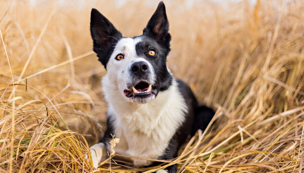 border collie scotland